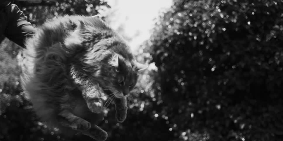 A man drops a big fat cat in a forest