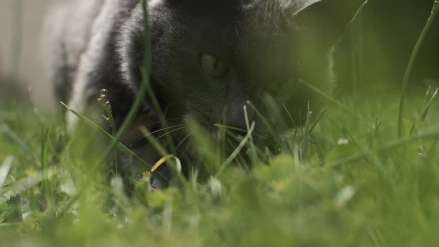 Cat walking carefully on the grass