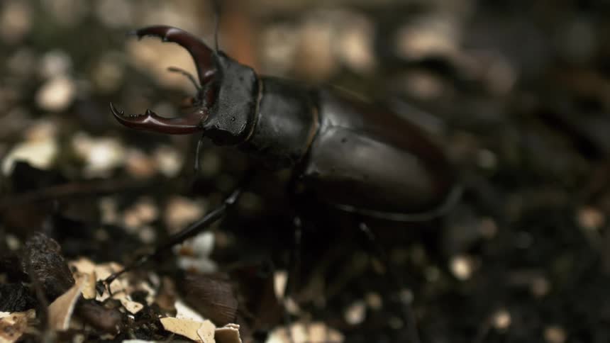 A beetle sits on crushed leaves and dirt and mud