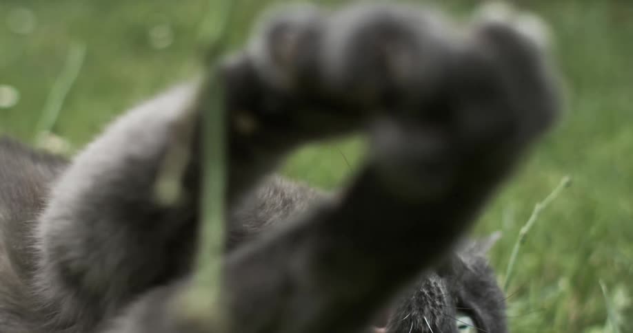 Gray cat lying on the grass with its paws up playing