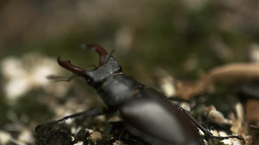 A beetle crawls slowly over leaves and plant matter