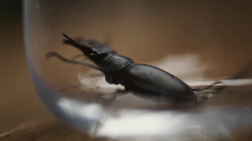 A beetle moves in the glass