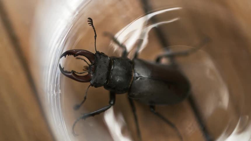 A black bug sitting in a bottle on a table