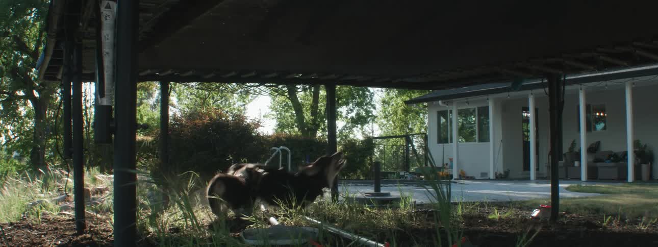 Two people jumping on a trampoline cause two dogs underneath to run and bark