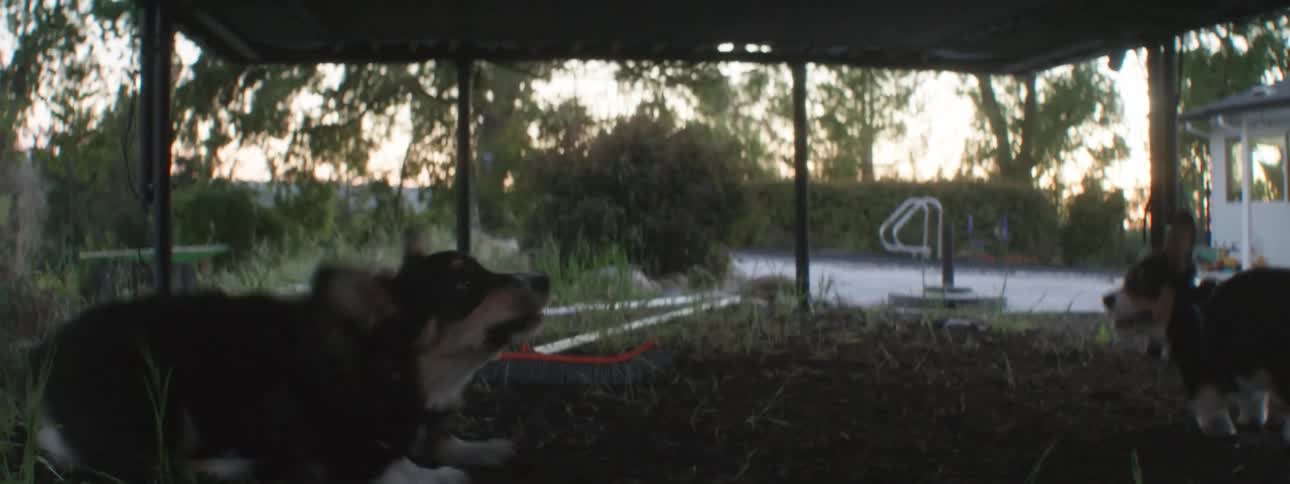 Two small breed dogs under a trampoline trying to catch the feet of children who are jumping