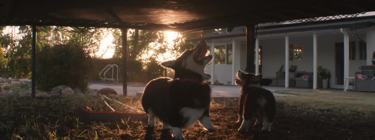 Two dogs pace and bark as people jump on a trampoline right above them