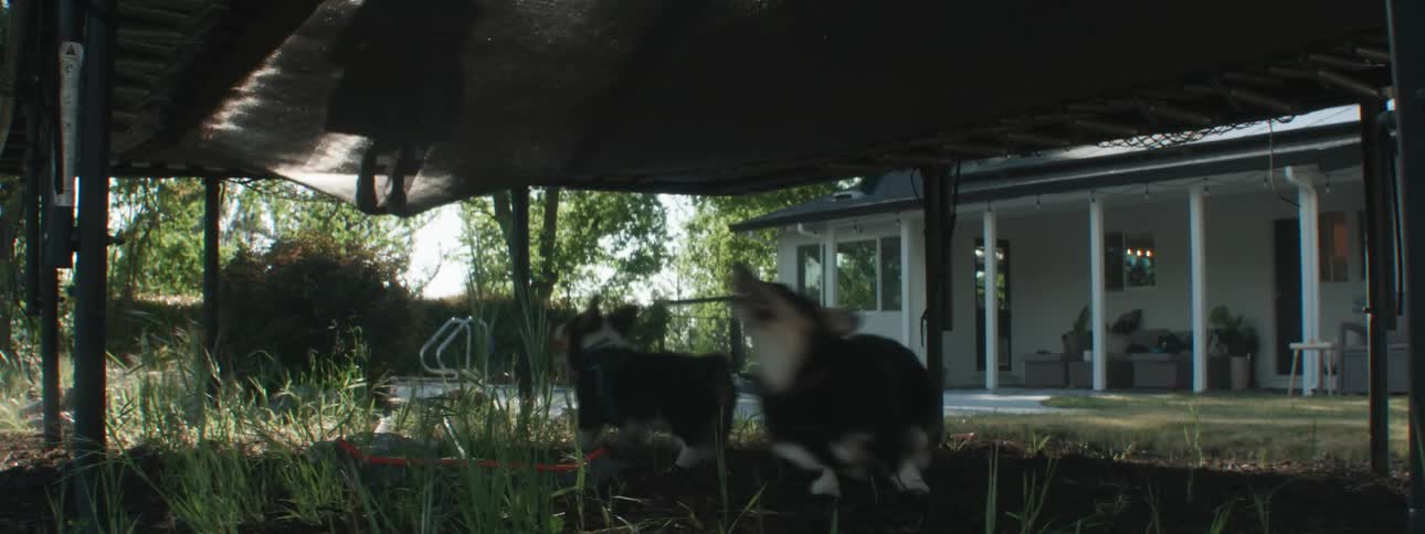 Two dogs leap and bark underneath a trampoline as they try and figure out who is jumping above them