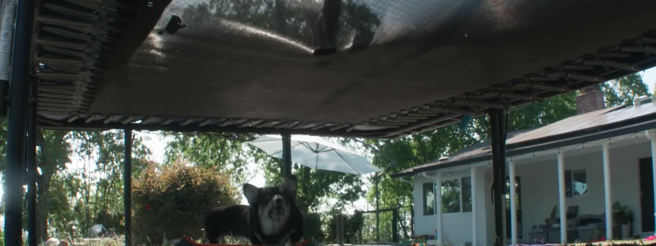 Two small dogs under a trampoline jumping and trying to bite the feet of two children on top