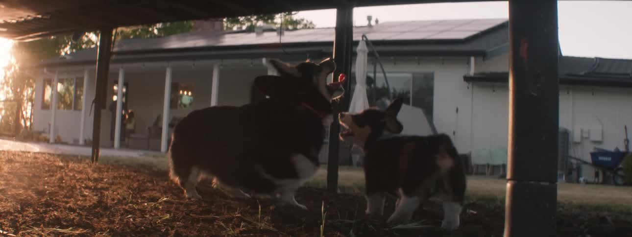 Two young dogs bark and run around underneath a trampoline someone is jumping on