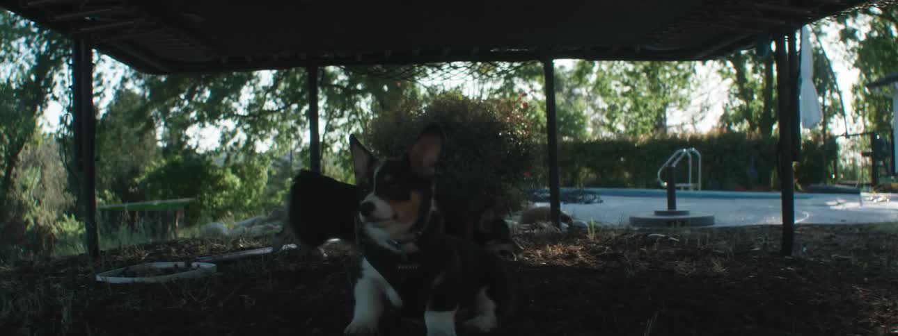 A dog jumps up towards a trampoline as someone lands on it