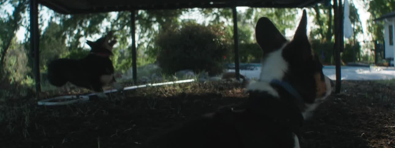 Dogs playfully jumping and walking around in a back yard