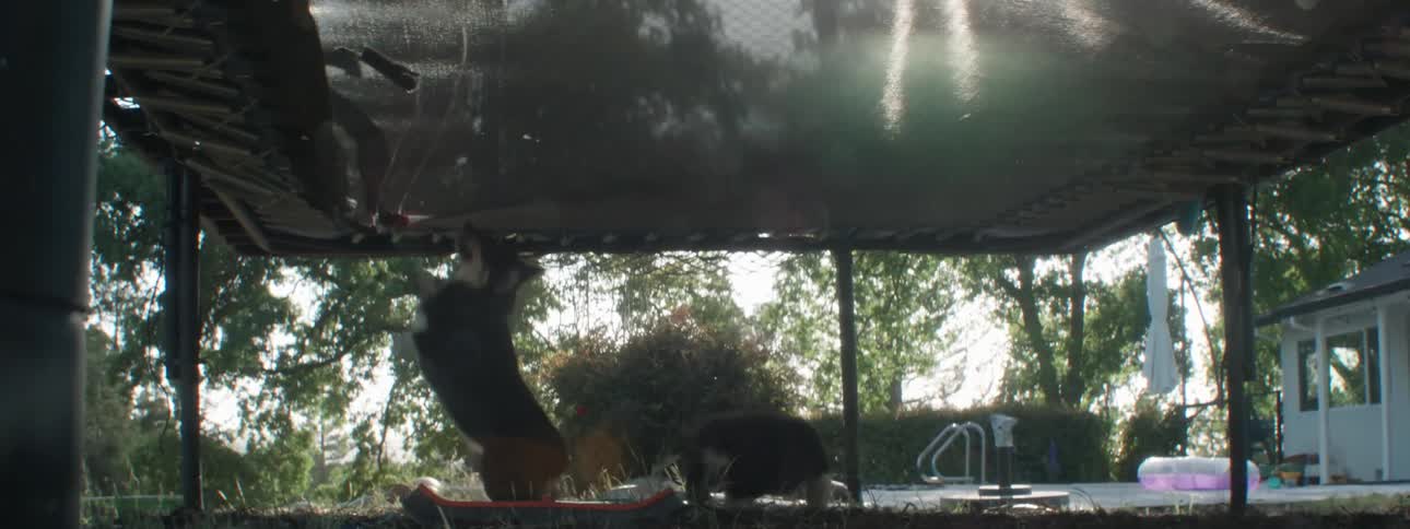 Two dogs running under a trampoline with two children jumping in the yard