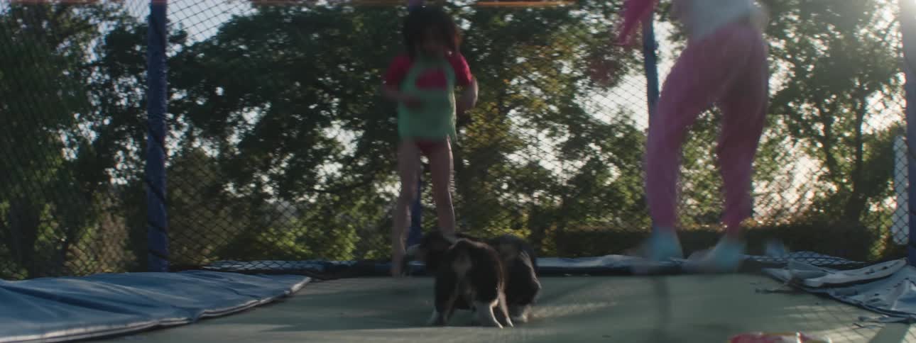 Two girls and two dogs bouncing about on a trampoline in a backyard
