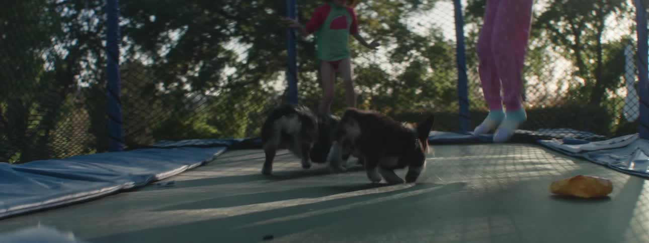 Children bounce on a trampoline with their dogs