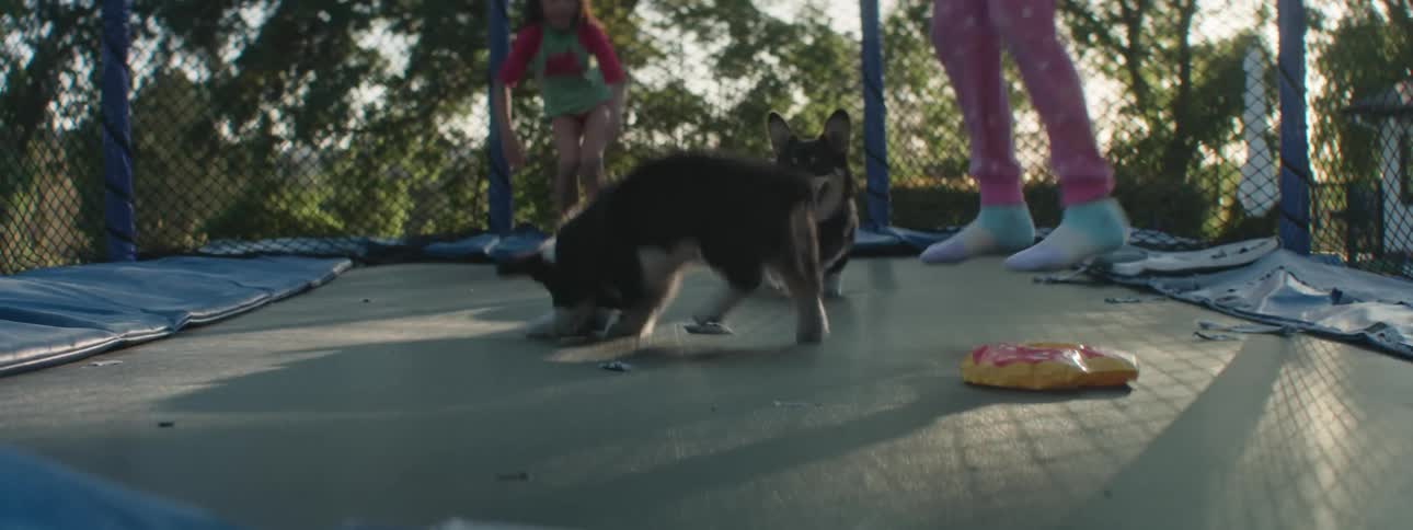 Two children jumping with two dogs on a trampoline