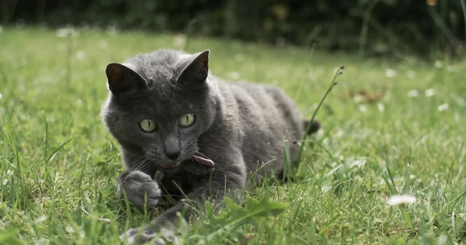 A grey cat yawns and moves slowly forward through the grass
