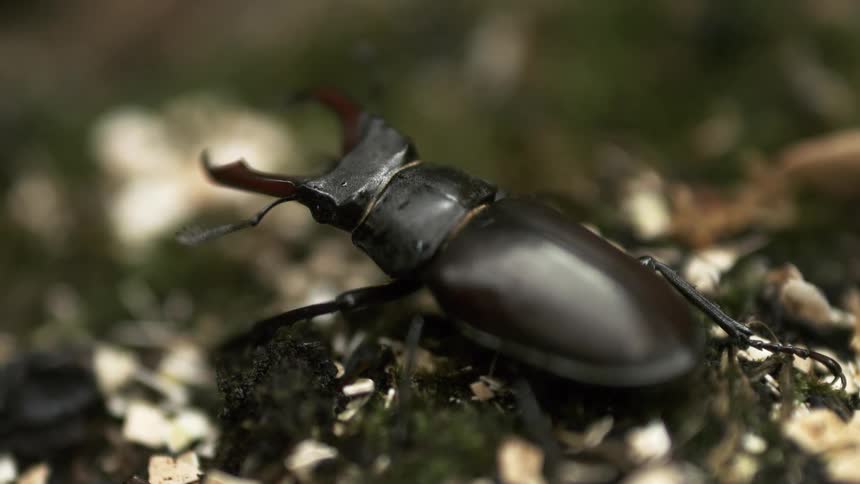 A closeup of a black beetle with prominent pincers on its head