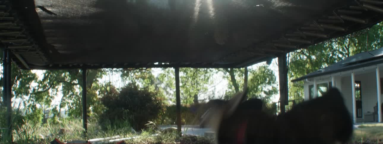 Dog running under a trampoline with children jumping