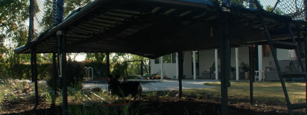 Kids jump on a trampoline in the backyard while a dog runs back and forth underneath it
