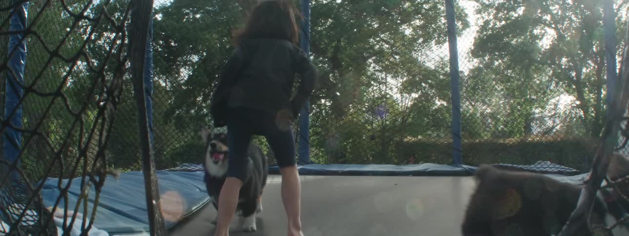 Dogs play with a toy on a trampoline while a child jumps on the same trampoline