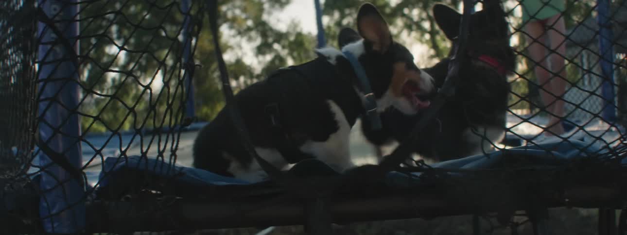 Two small dogs on the trampoline with two children one of them getting off