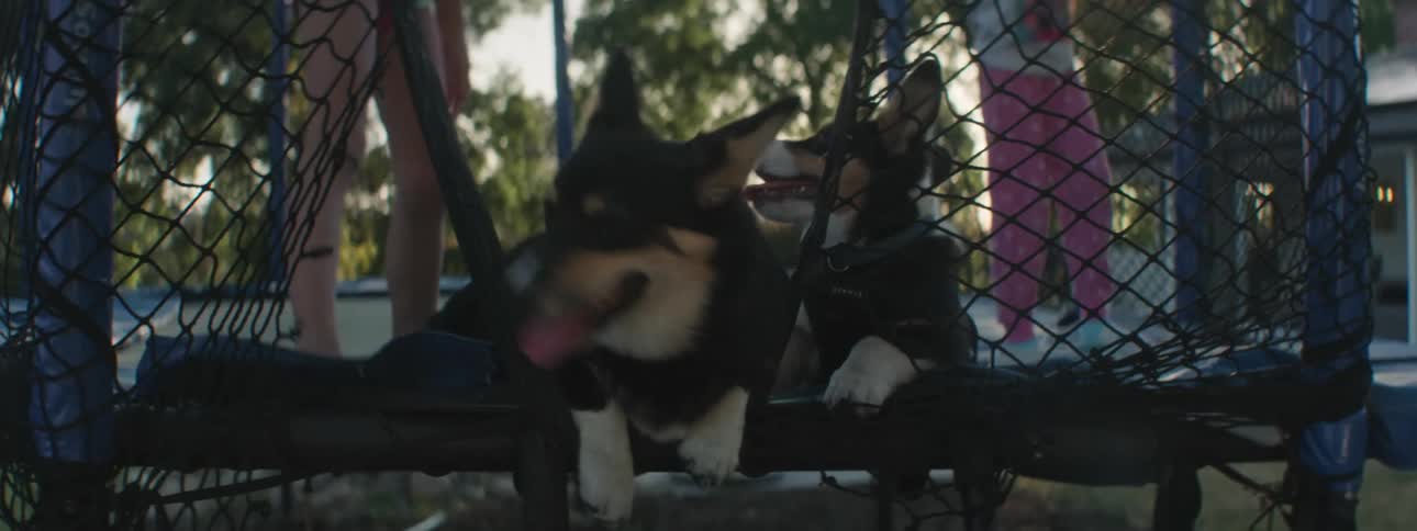 Two dogs exiting a trampoline with two children