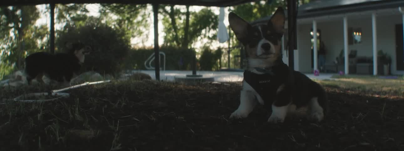 Two small dogs are under a trampoline they are walking and looking up