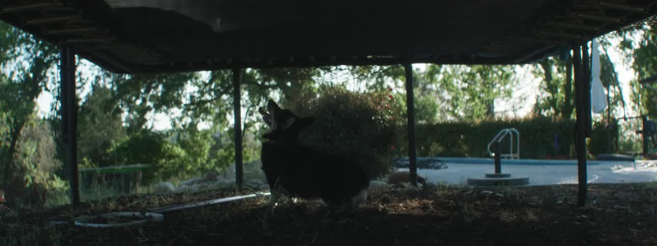Dog under a trampoline where a child jumps