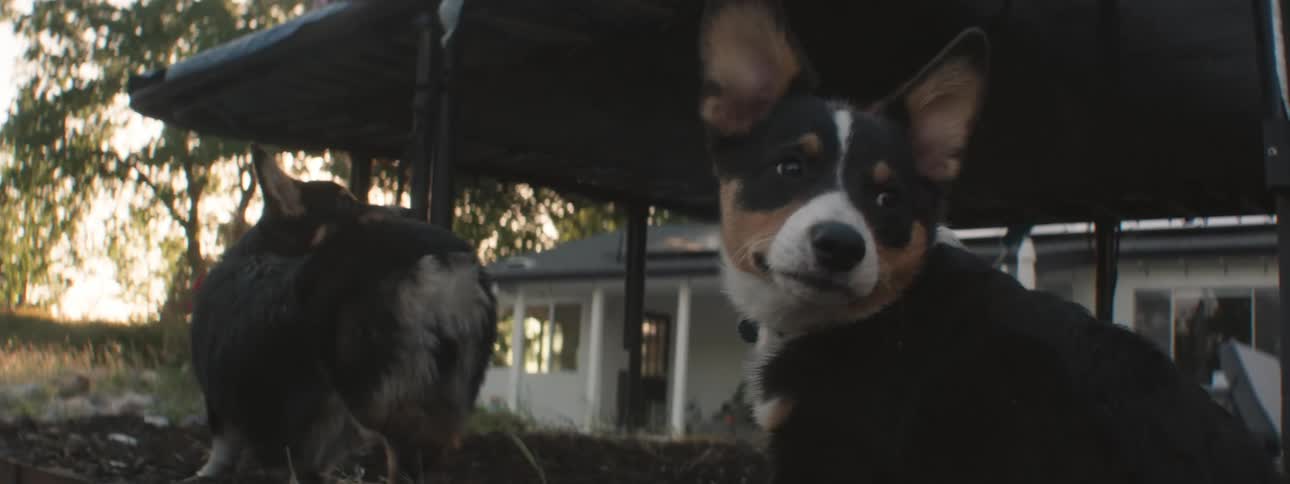 Dogs underneath a trampoline while someone bounces on it