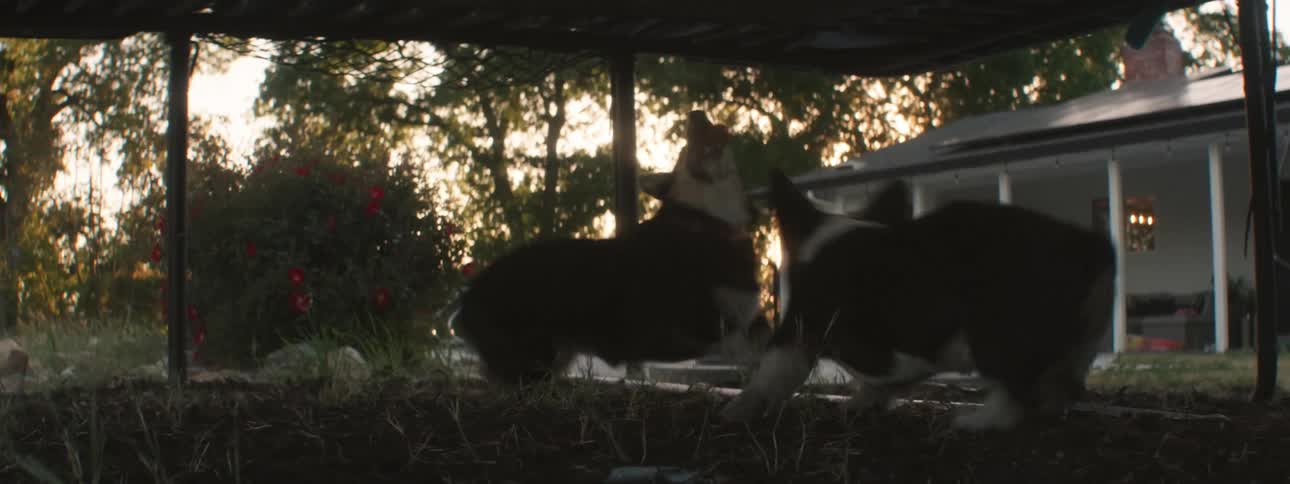 Two dogs running in the backyard of a house