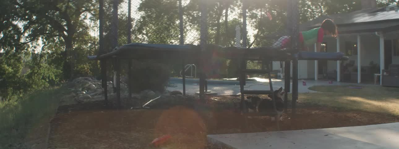 Two dogs under a trampoline waiting for the two children to get off