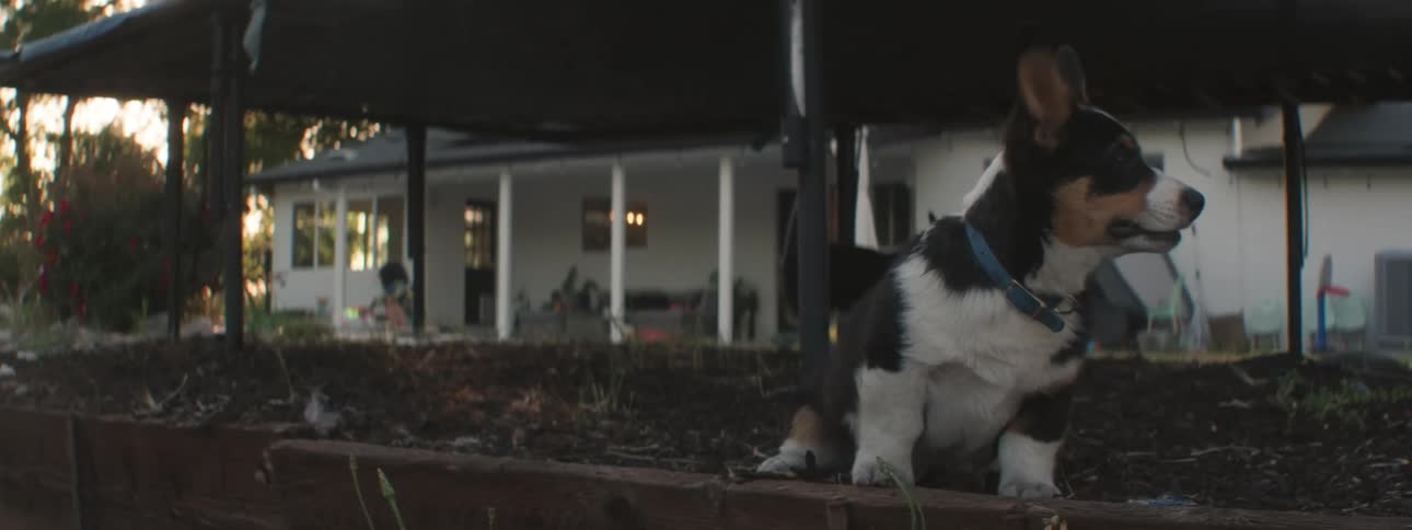 Two dogs sitting under a trampoline in a suburban backyard