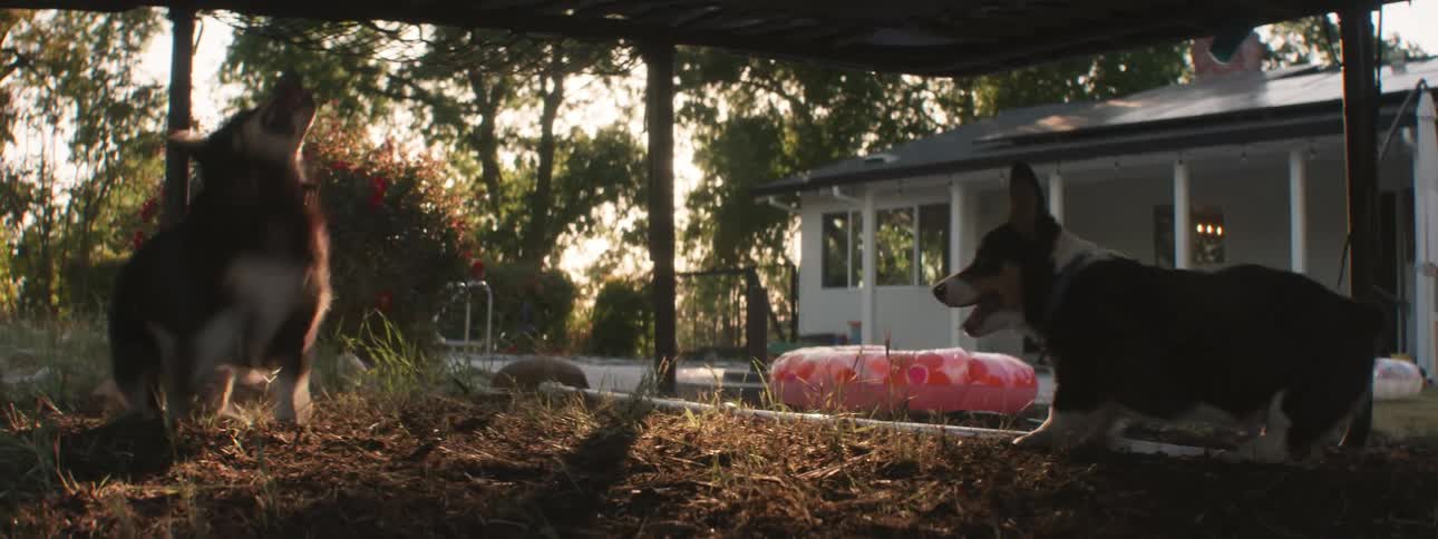 Two dogs running in the grass under a trampoline