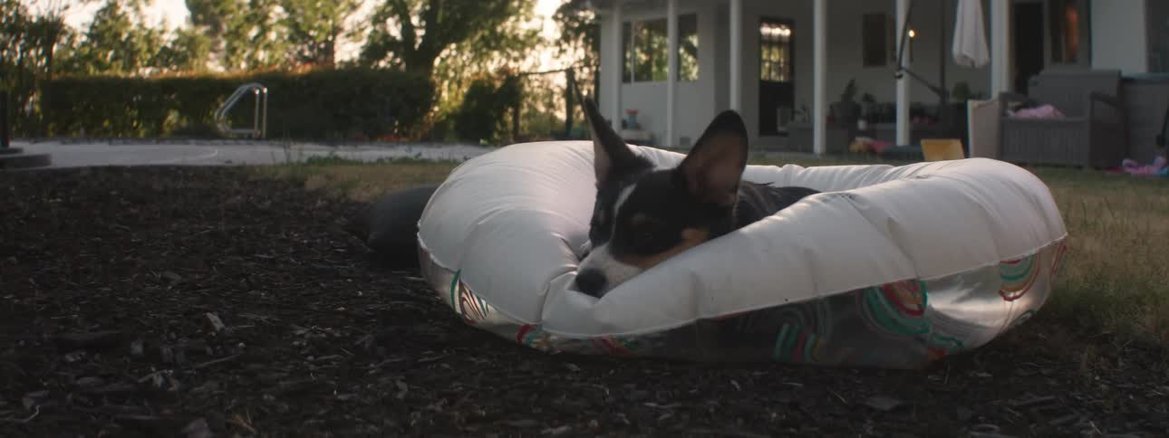 Dog rests on an inflated pool tube before looking around the yard