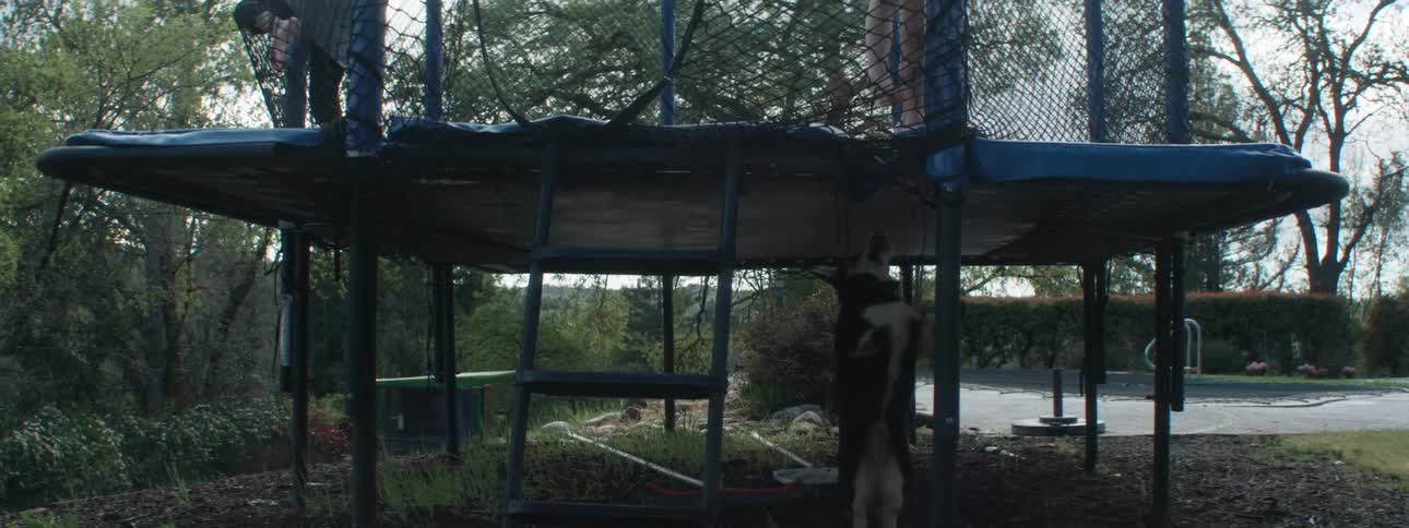 A dog runs around under a trampoline as children jump