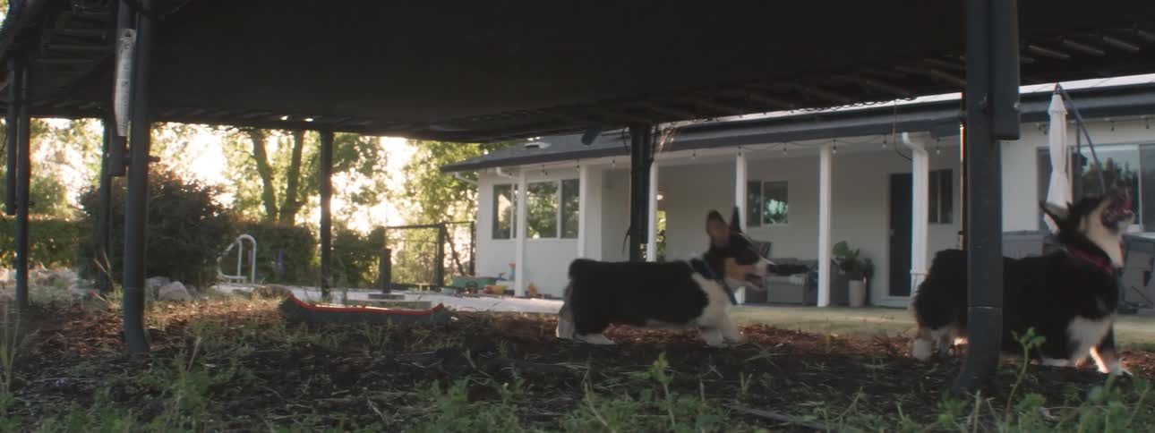 Two dogs under a trampoline get excited by people jumping on it above them