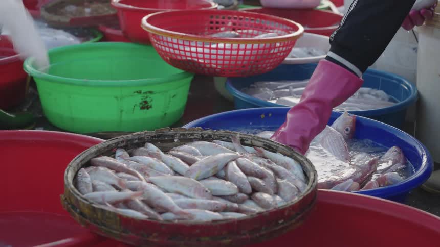 Fisherman grab fish out of large plastic containers