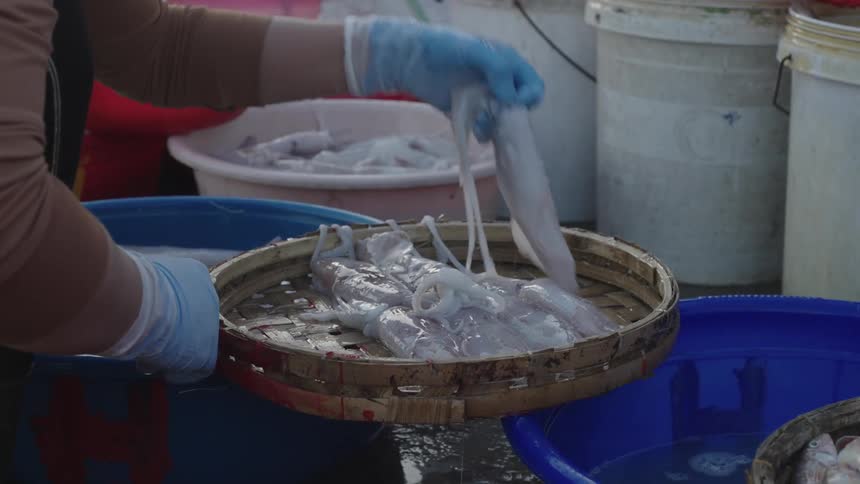 Person with blue gloves handling squid that are in a wooden sieve over a bucket