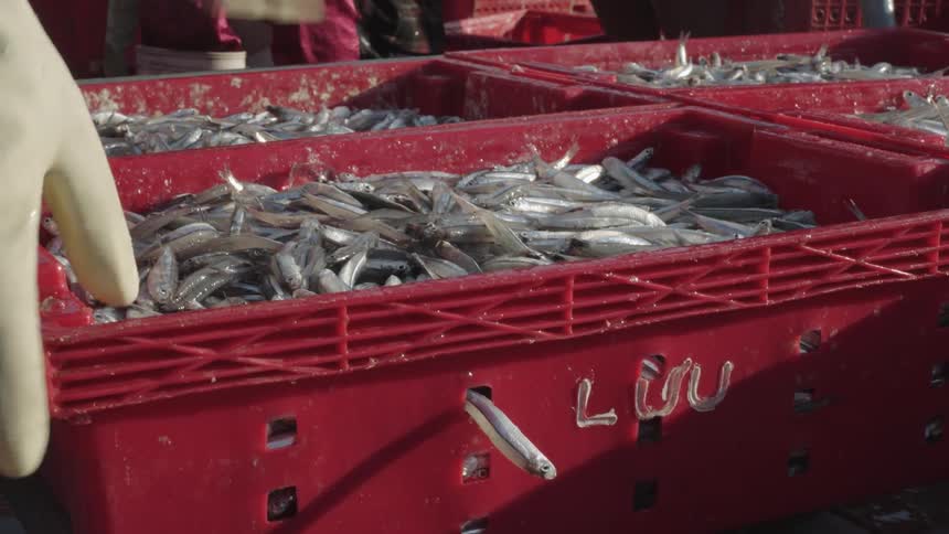 Pair of hand with gloves moving red boxes with small sardines