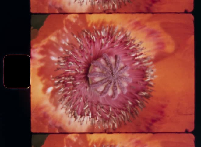 Handheld Super-8 macro film footage with downward camera movement of an orange and red poppy flower spread wide open catching sunlight and presenting pollen grains and nectar to pollinators