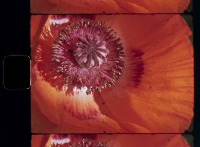 The poppy flower has colorful petals with a bright vibrant orange and red colour caught on Super 8 film footage with smooth camera movement