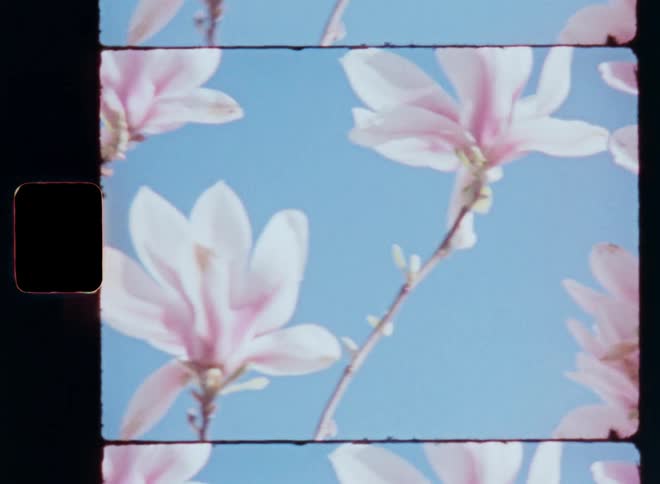 A closeup view of pink magnolia blossoms against a clear blue sky as the branches are covered in beautiful flowers lightly moving in the breeze caught on vintage film with nostalgic and dreamy retro vibe and flare