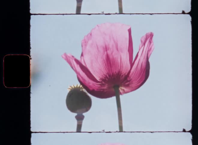 Handheld Super 8mm film footage close-up of the silhouette of a single vibrant pink or purple poppy flower with one bud against a clear blue sky background as the bright warm sunshine shines through the colorful petals of the plant