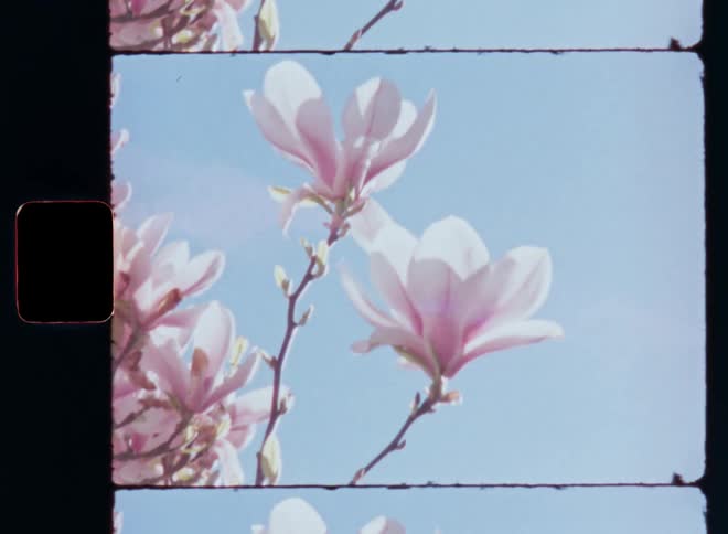 A duo of two white pinkish flowers backlit by bright sunshine from the back are moving in the wind or breeze as Mother Nature is blossoming during a warm spring day with summer vibes on vintage film