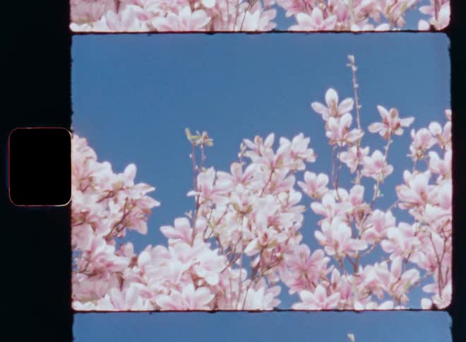 Handheld dynamic 8mm film footage with camera movement looking up into a magnolia tree in front of a blue sky as the vibrant white and pink flowers glow in the sunshine and move in the windy breeze caught on vintage film