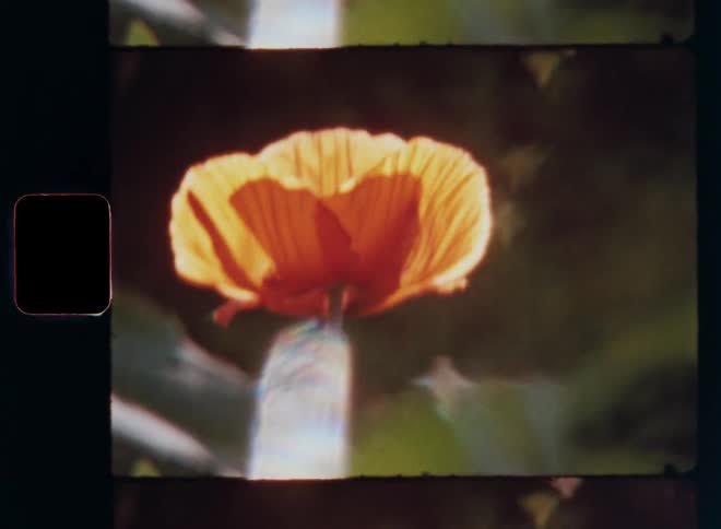 Backlit orange poppy flower opened up to catch sunlight in front of dark background glows in a gloomy way with a surreal dreamy vibe with soft light and delicate lens flares and bokehs on vintage Super 8 film footage