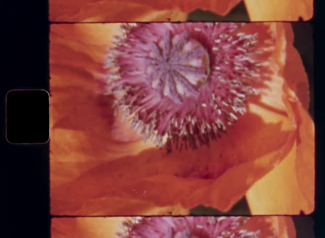 The orange or red poppy flower has bright petals illuminated by the sun making the blossoming plant glow in front of a dark green background covered in shadow on vintage Super-8 film with retro vibe