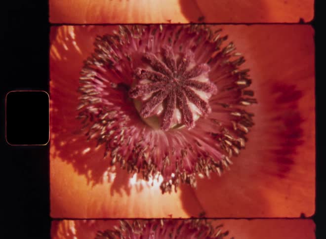 Vintage 8mm macro closeup of a poppy flower with blurred red or orange petals in the warm spring sun caught on retro film