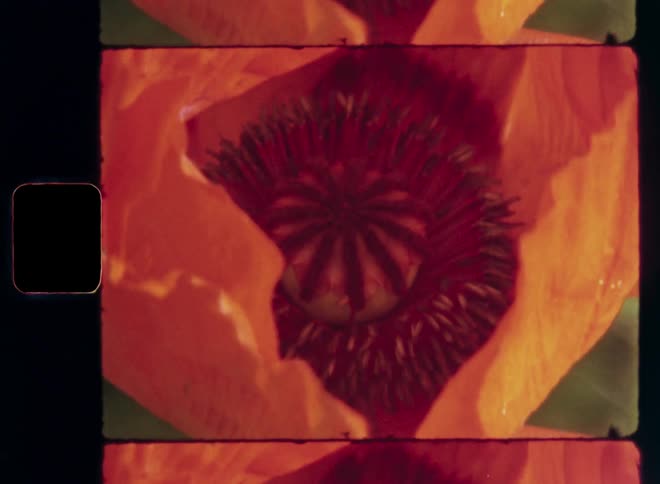 The poppy flower is in the garden or the field of wildflowers illuminated by sunshine during golden hour in the evening time caught on vintage Super 8 film as a macro shot