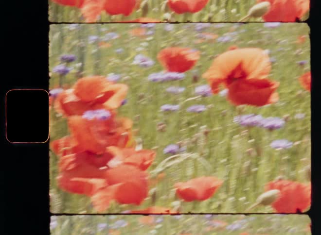 Countless red and orange poppies and other purple flowers growing in a grassy field of wildflowers as they move and sway in the wind or breeze on a sunny day with spring vibes